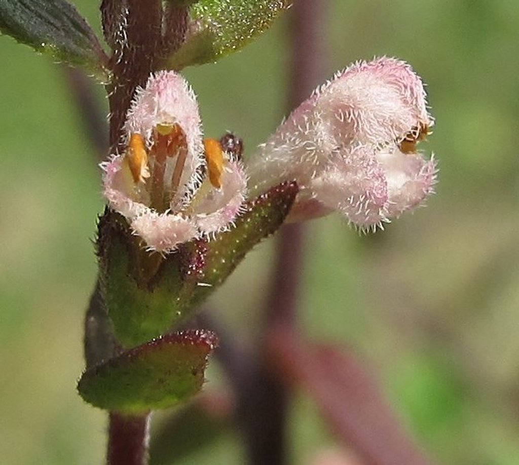 Odontites jaubertianus
